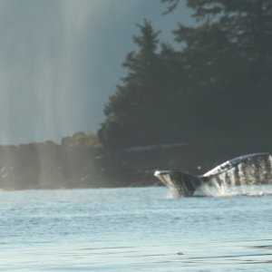 Whale Tail Chatham Strait