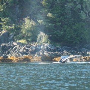 Whale Tail Chatham Strait