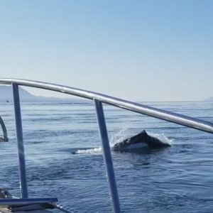 Dalls Porpoise1