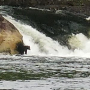 Bear Verney Falls
