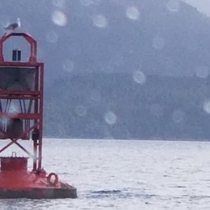 Buoy D6 Gibson Island