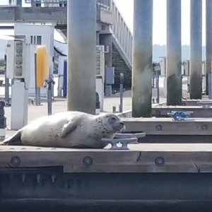 Seal hauled out - Everett