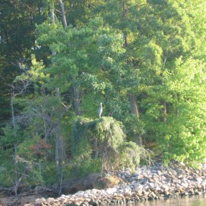 Media 'Heron on the shore of Barkley Canal' in album 'If you're going to break the law......... do it in Kentucky ! KSP - Eddyville'