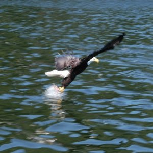 The Eagle got the fish we put out for him