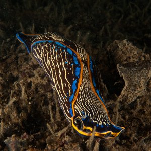 Navanax inermis