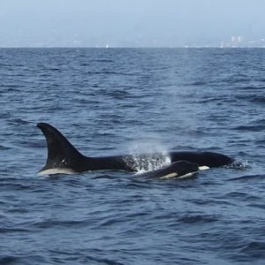 Orcas at Redondo Beach, CA