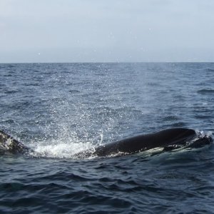 Orcas at Redondo Beach, CA