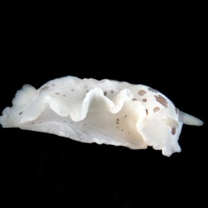 Dendrodoris nigromaculata