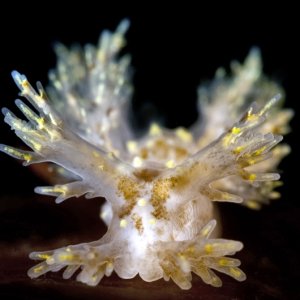 Dendronotus venustus