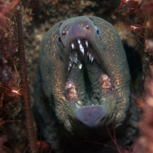 California moray, Gymnothorax mordax
