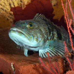 Lingcod, Ophiodon elongatus