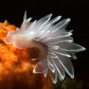 White-Lined Dirona, Dirona albolineata