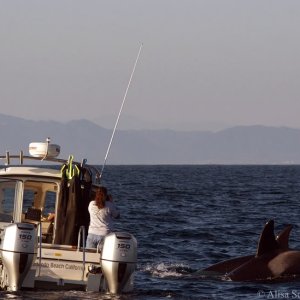 Orcas3-1