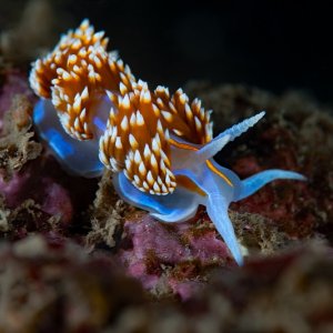 Hermissenda opalescens