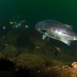 Giant sea bass approaches Merry