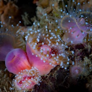 Corynactis californica