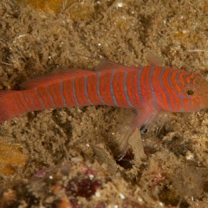 Zebra goby