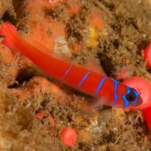 Blue banded goby