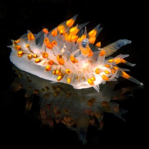 Janolus barbarensis on a reflective slate