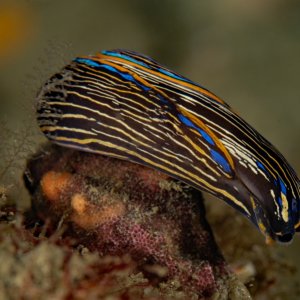 Navanax inermis