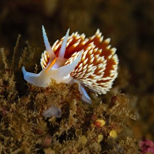 Hermissenda opalescens