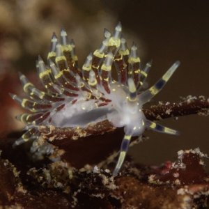 Abronica abronia
