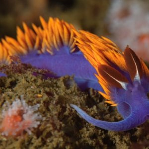 Flabellinopsis iodinea, Spanish Shawl