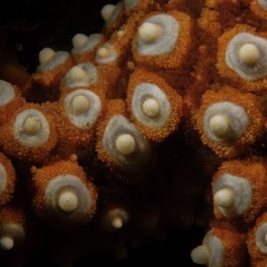 Golf Ball Reef D3X7151