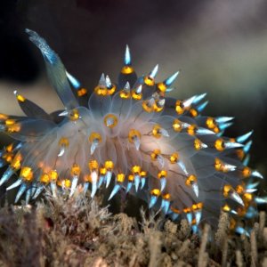 Antiopella barbarensis