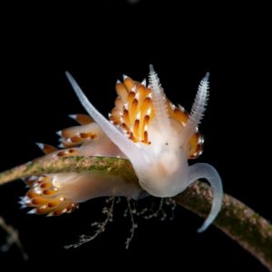 Apata pricei DSC2431