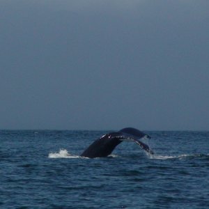 Lots of Humpbacks at Rivers Inlet this year.