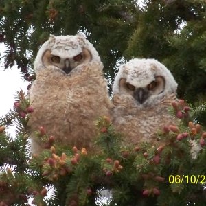 Buddies Again