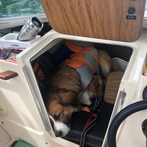 110# Dog fits in the 16 Angler \"Cabin\"