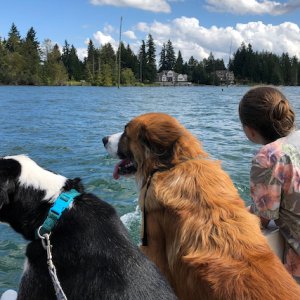 Dogs with one of their girls