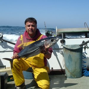 Media 'First fish in the box...see the clean deck?' in album 'Albacore taken about 25 miles out of Half Moon Bay'
