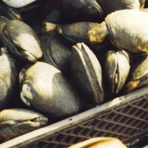 A limit of Washington Clams