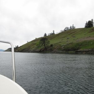 Looking North/West along Spieden island.  There were hundreds of exotic sheep grazing on this hill