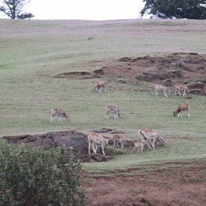 European Mouflon Sheep on Spieden island