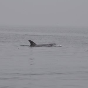 FrickDickyDolphins.jpg