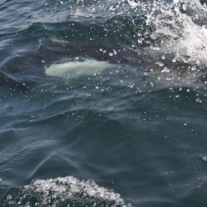 FrickyDickyDallPorpoise.jpg