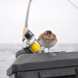 OurOffshoreVisitor.jpg