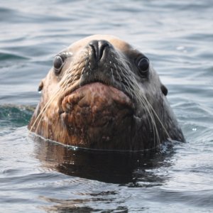 pissed sealion-jpg.jpg