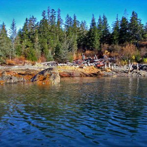 Cannery Ruins, McClure Bay, 10-14-06, this cannery was wiped out by the 1964 earthquake and resulting tsunami.  3 people lost their lives here during the tsunami