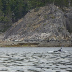 Another humpback sighting down around Marina Island