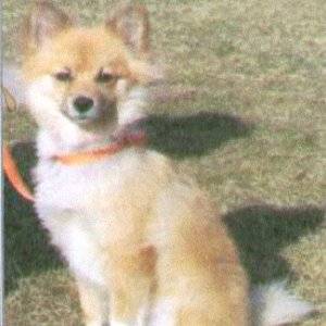 Wendy - being rescued from the Humane Society.