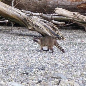 Another critter, this one on the south beach
