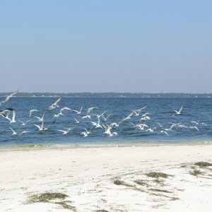Dog Island sea gull convention.
