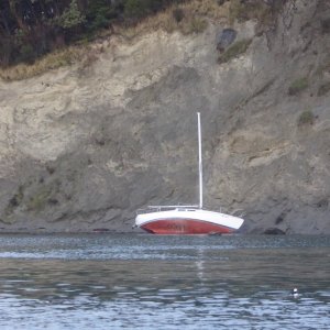 Casualty of the recent wind storms