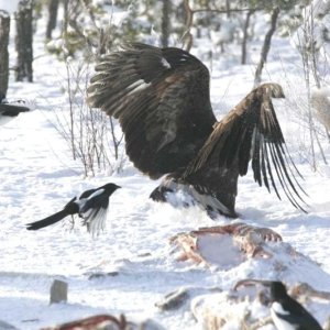 Media 'mako_2.jpg' in album 'Unknown photographer.   Received from OBOL (Oregon Birders On Line) in email'