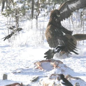 Media 'mako_3.jpg' in album 'Unknown photographer.   Received from OBOL (Oregon Birders On Line) in email'